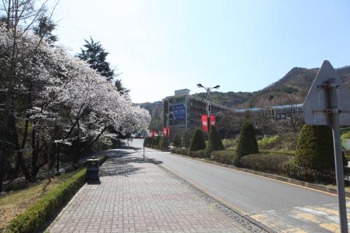 봄기운 가득! 중부대학교 충청캠퍼스를 소개합니다