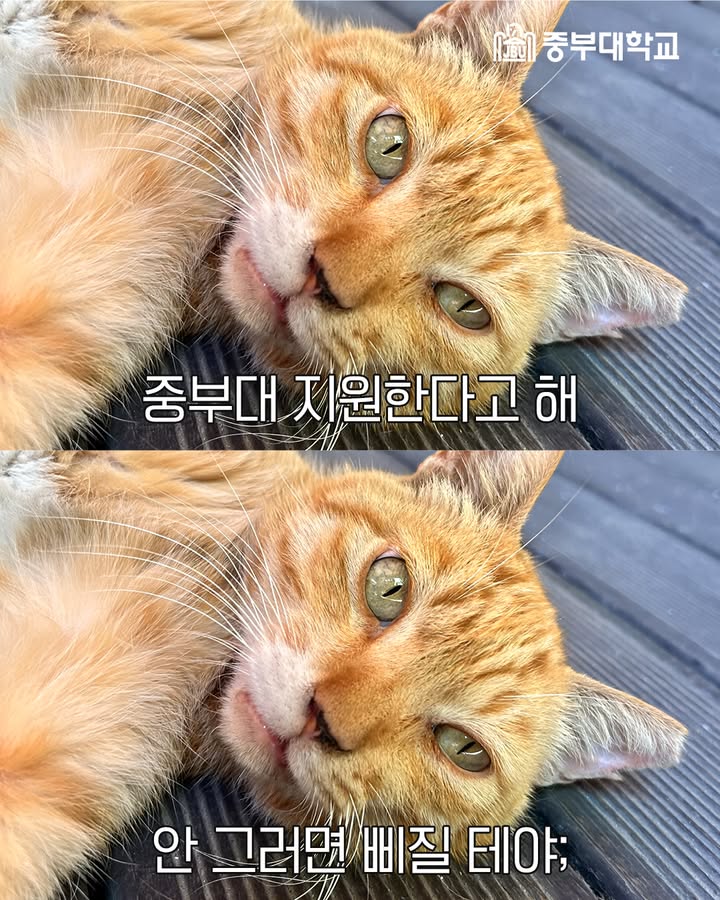 🐱 중부대학교 냥이가 전하는 말 🥰

나 만나러 중부대 올 거지? 💙
상위 10과목 반영이야~ 기다리고 있을게! 🐾✨

#중부대 #중부대학교 #냥이 #수시모집 #수시 #모집기간 #대학교